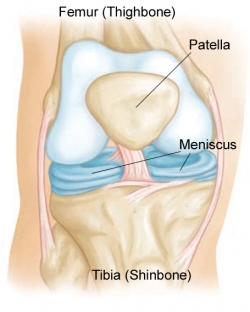 Meniscus